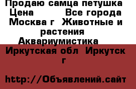 Продаю самца петушка › Цена ­ 700 - Все города, Москва г. Животные и растения » Аквариумистика   . Иркутская обл.,Иркутск г.